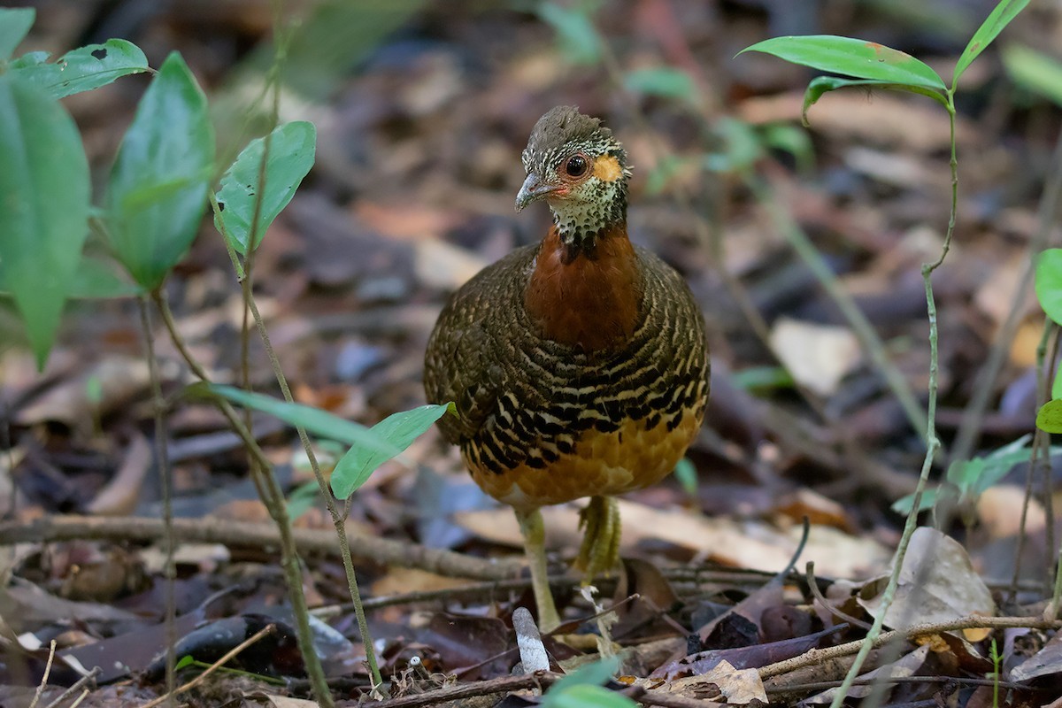 Hill Partridges and Green-legged Partridges (Arborophila)