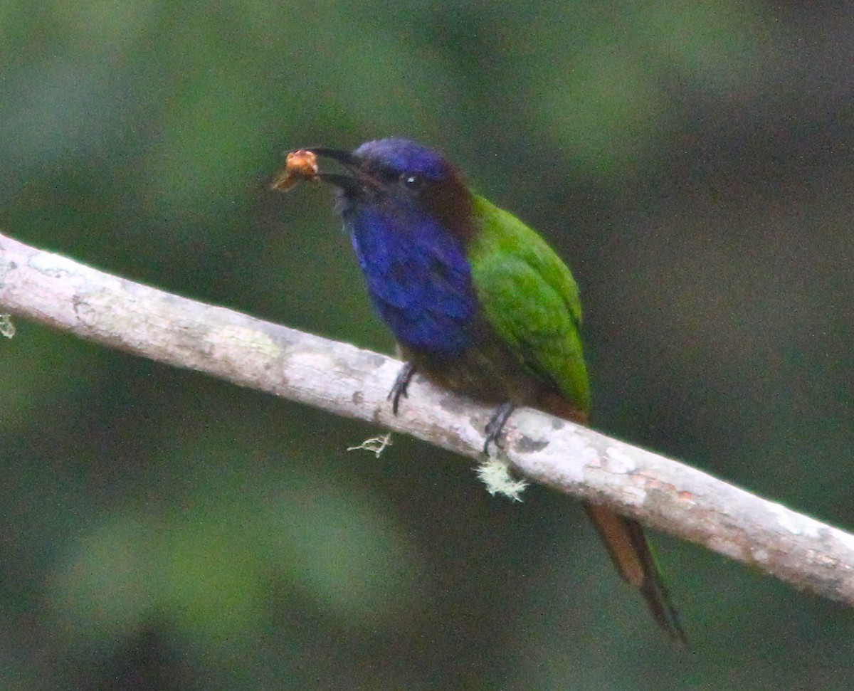 Purple-bearded Bee-eaters (Meropogon)