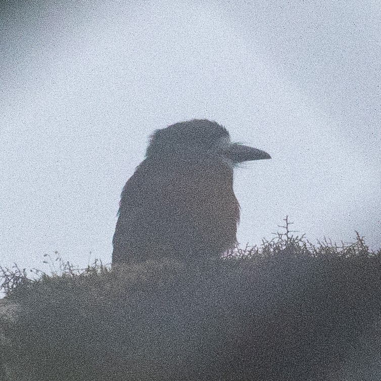 White-faced Nunbird (Hapaloptila)