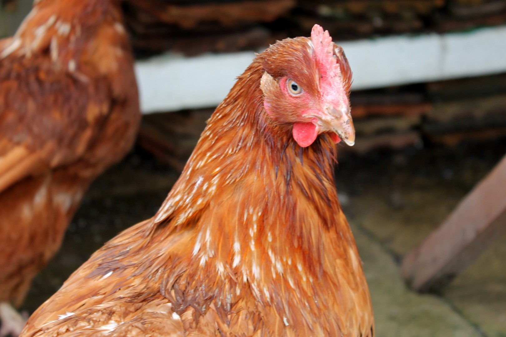 ISA Brown Chicken (Gallus gallus domesticus 'ISA Brown')