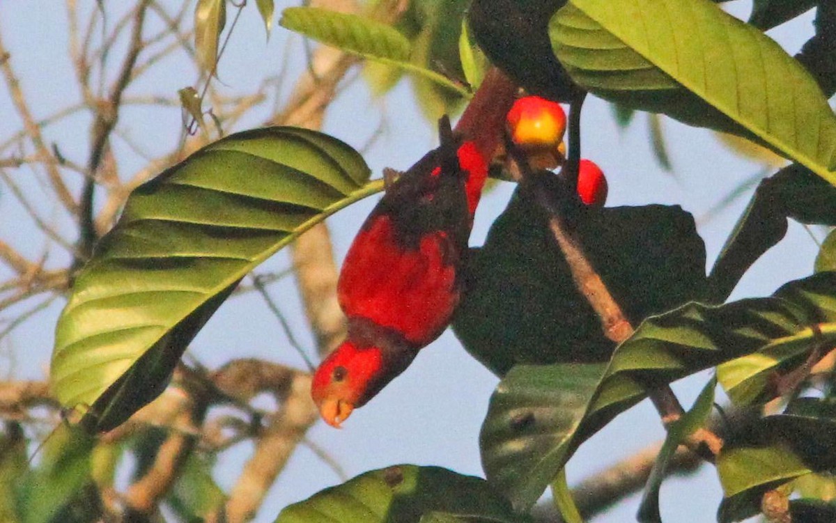 Lóri-de-pescoço-violeta (Eos squamata)