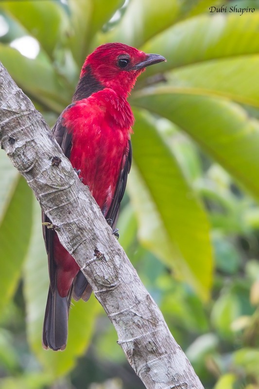 緋紅果傘鳥 (Haematoderus militaris)