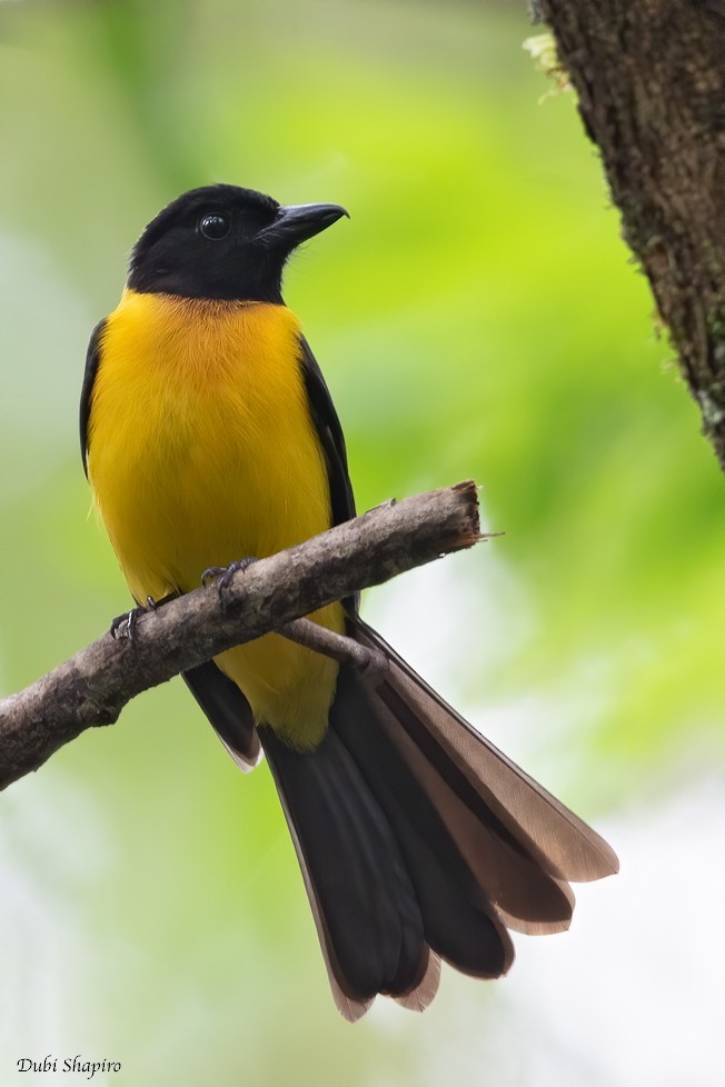 Black-throated Shrike-tanager (Lanio aurantius)