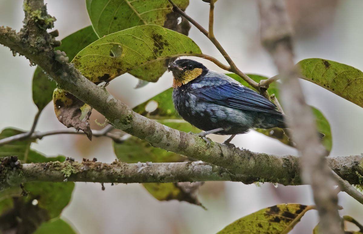 Saíra-prateada (Stilpnia viridicollis)