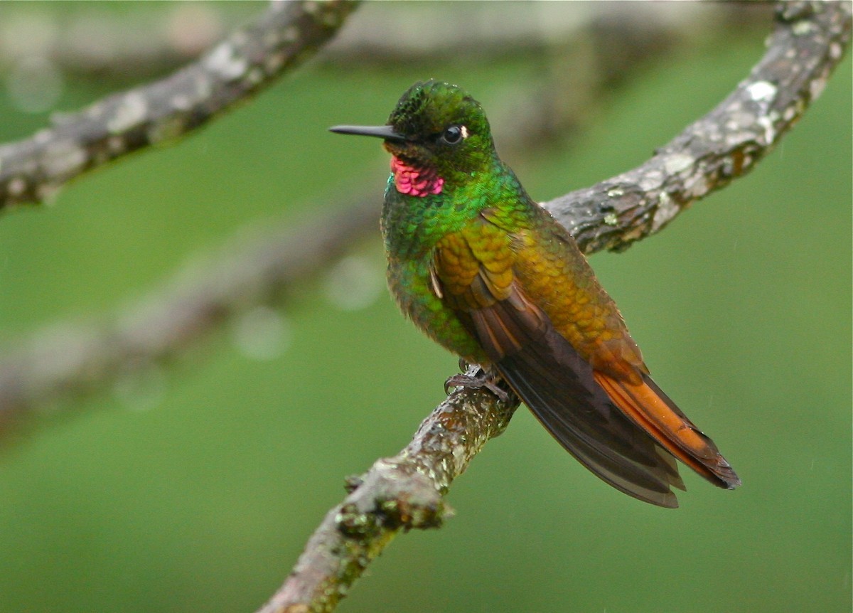 Brazilian Ruby (Clytolaema rubricauda)
