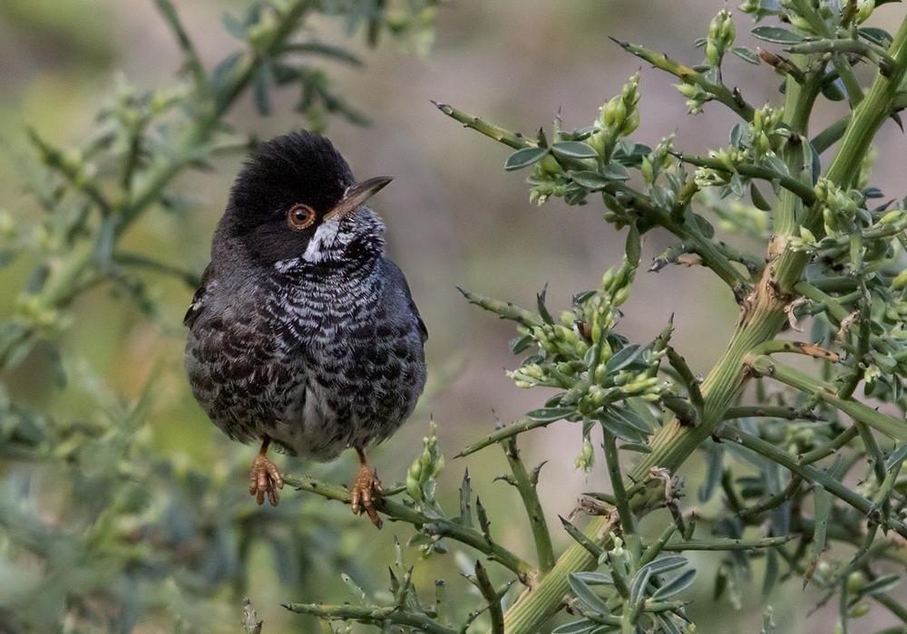 Curruca chipriota (Curruca melanothorax)