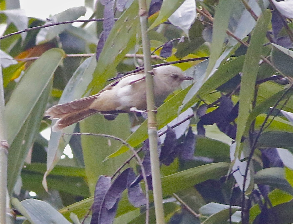 Timalí cabeciblanco (Gampsorhynchus rufulus)