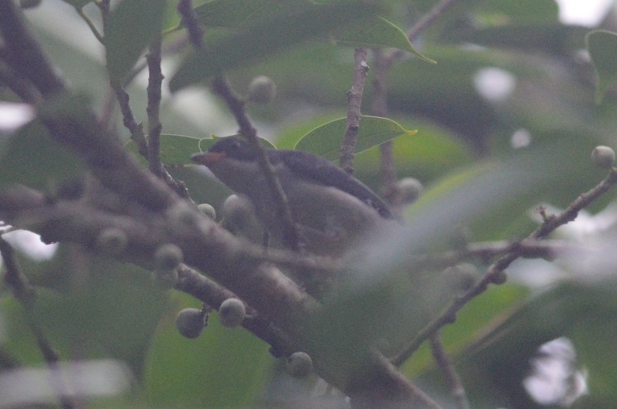Tweekleurige Honingvogel (Dicaeum bicolor)