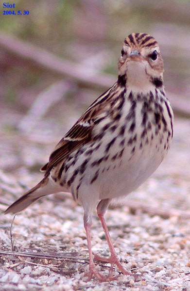 Petsjorapieper (Anthus gustavi)