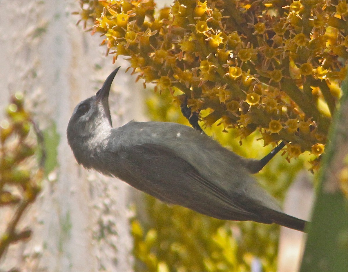 Bruine Honingzuiger (Anthreptes gabonicus)