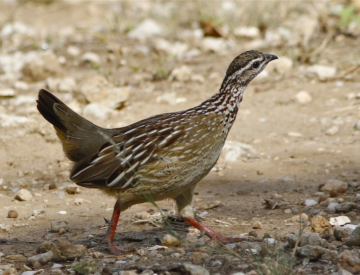 Crested francolin (Ortygornis sephaena)