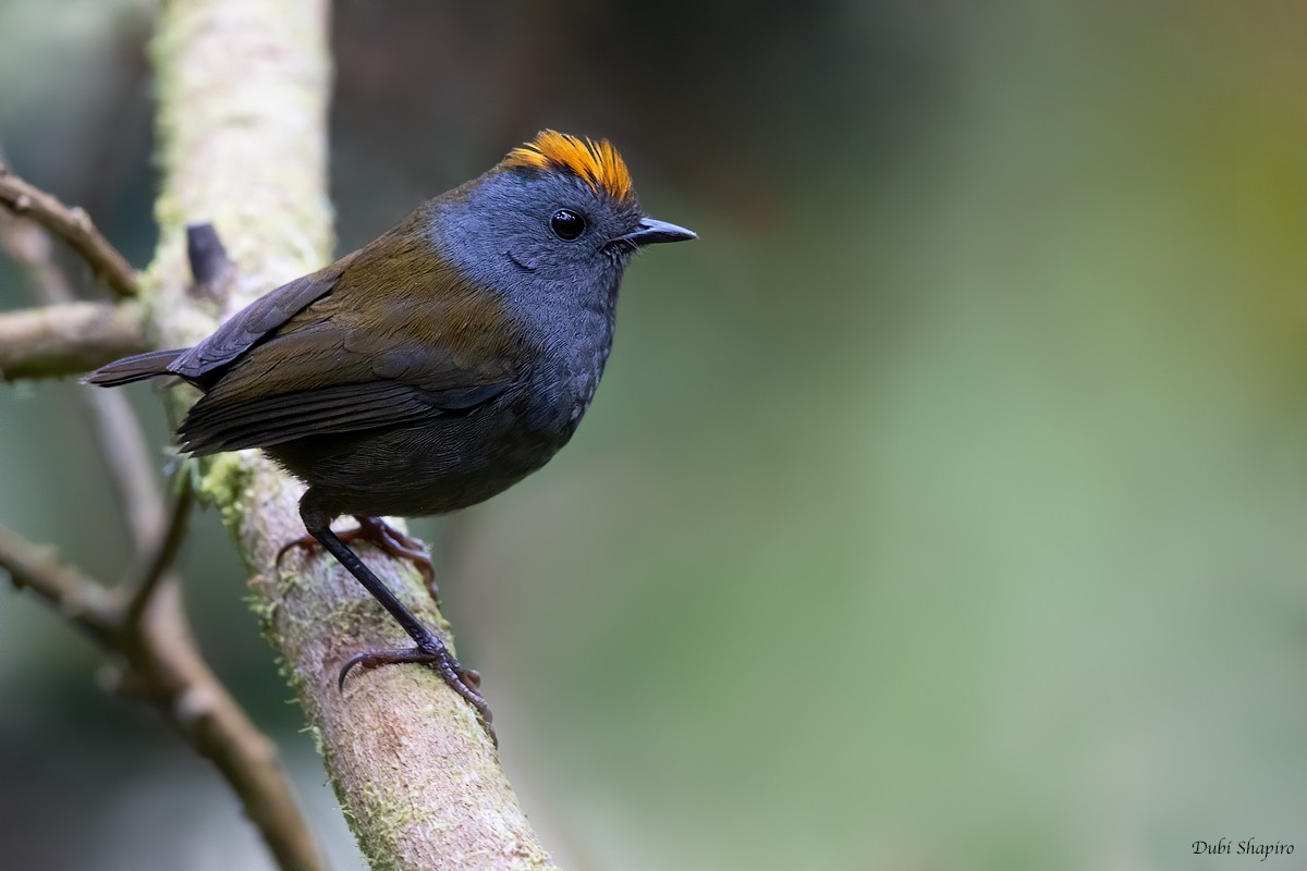 Wrenthrush (Zeledonia)