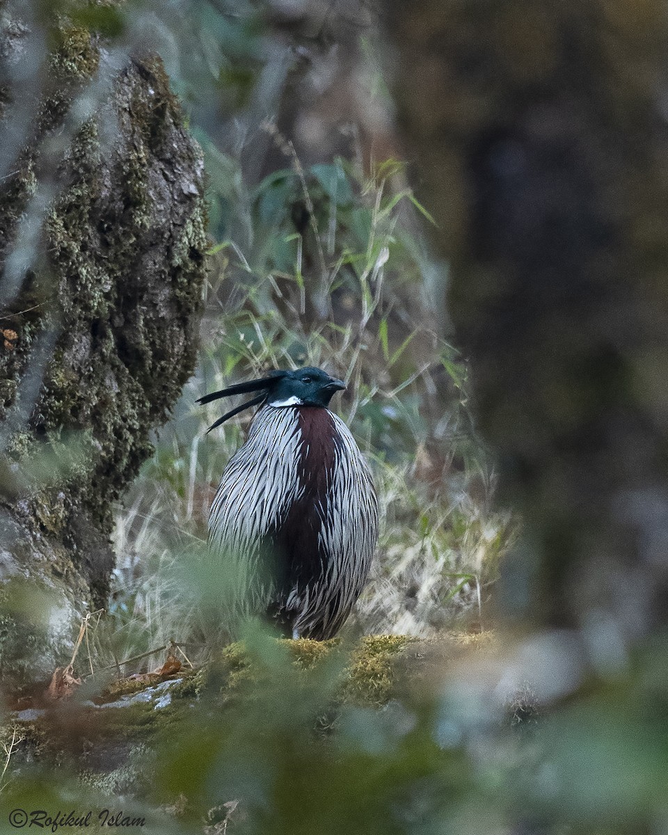 Koklass Pheasant (Pucrasia)