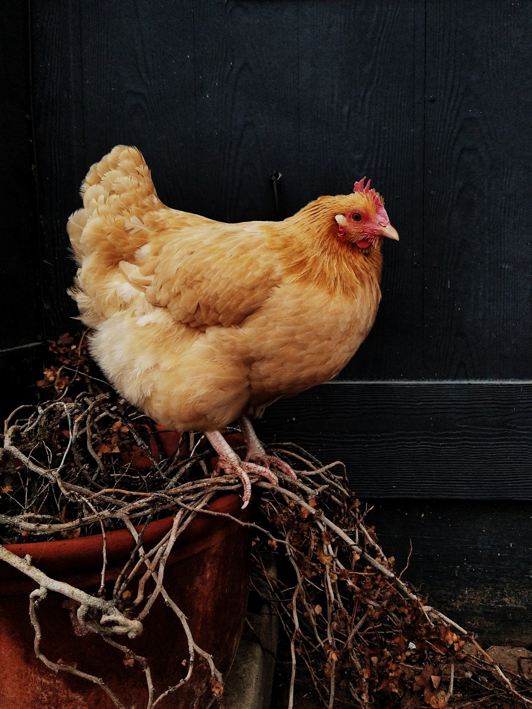 Orpington Chicken (Gallus gallus domesticus 'Orpington')