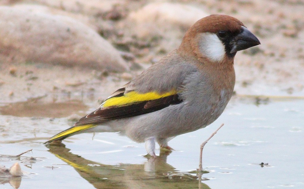 Golden-winged grosbeaks (Rhynchostruthus)