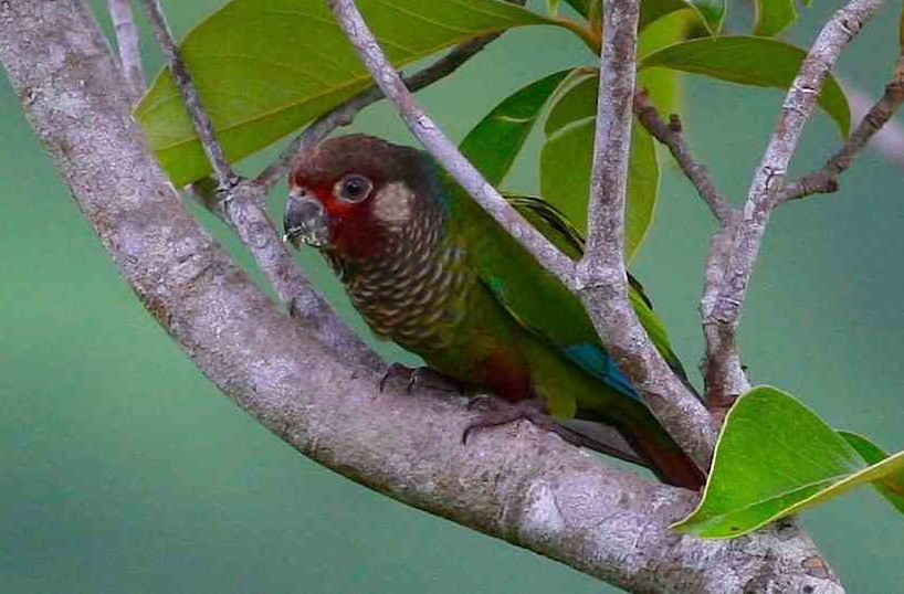 Conure versicolore (Pyrrhura picta)