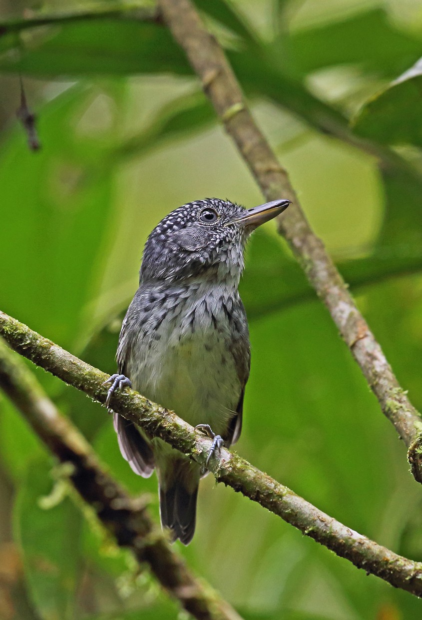 點頂綠蟻鵙 (Dysithamnus puncticeps)