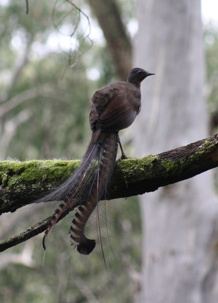 Avelira soberbia (Menura novaehollandiae)