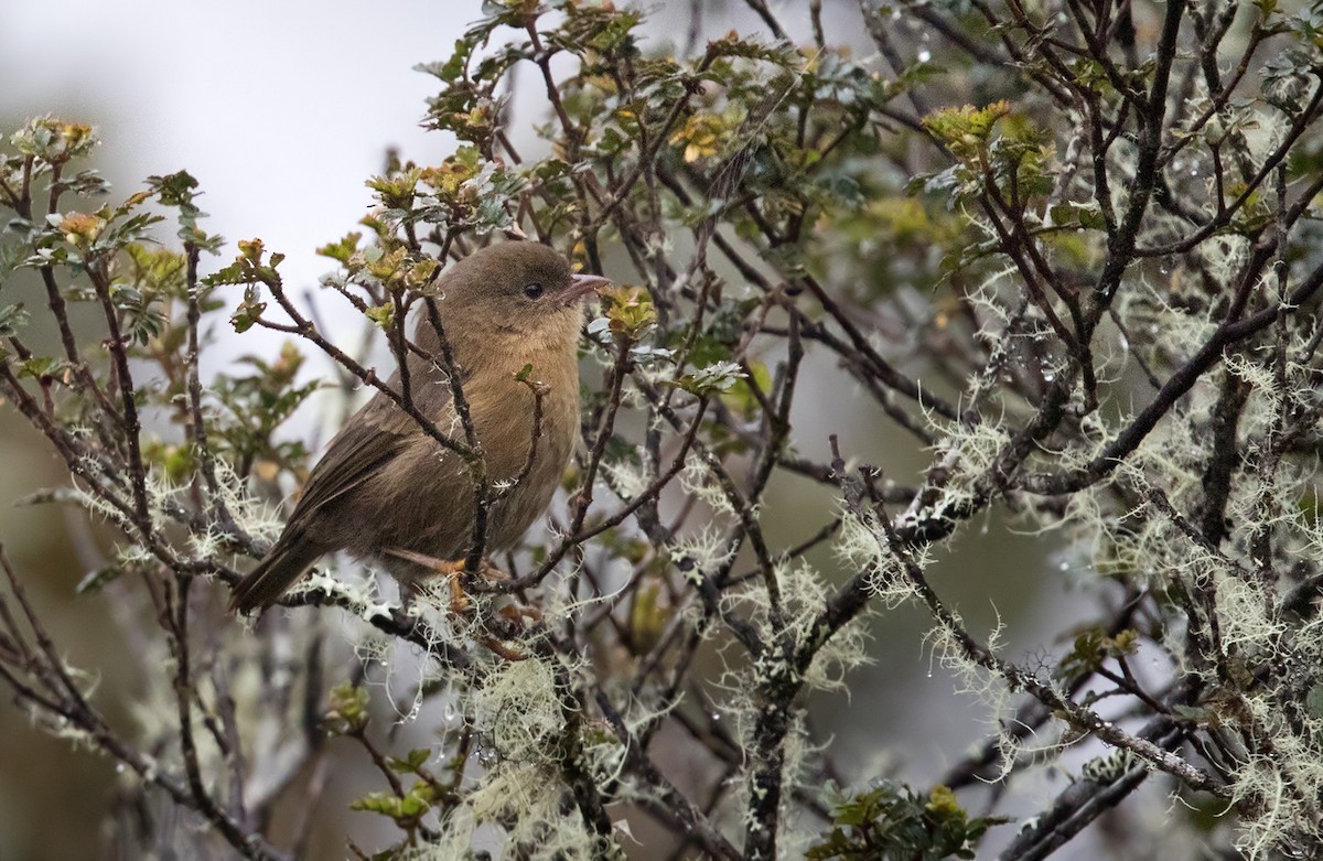 Nephelornis (Nephelornis)