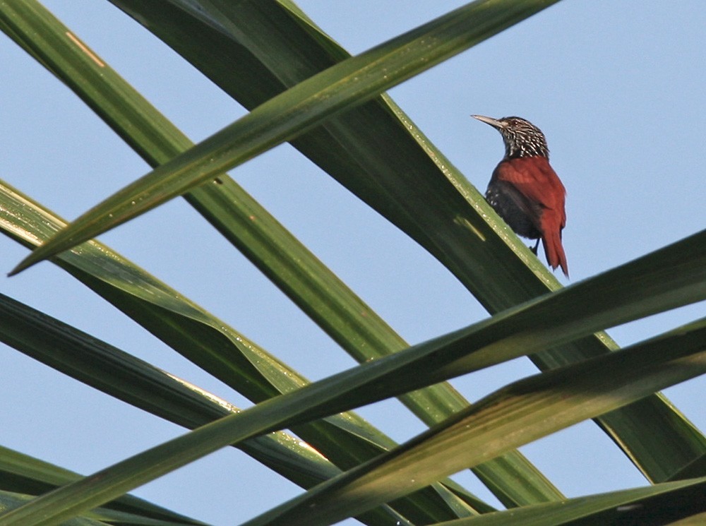 尖尾棕櫚雀 (Berlepschia rikeri)