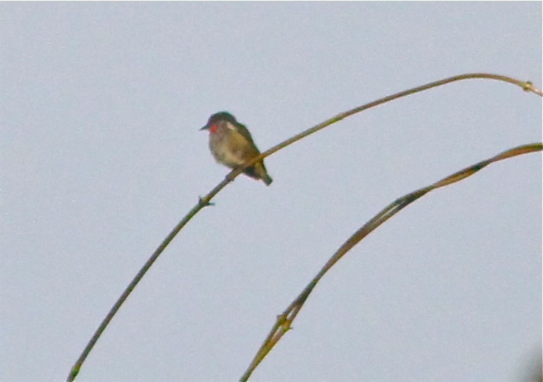 Halmaherahoningvogel (Dicaeum schistaceiceps)