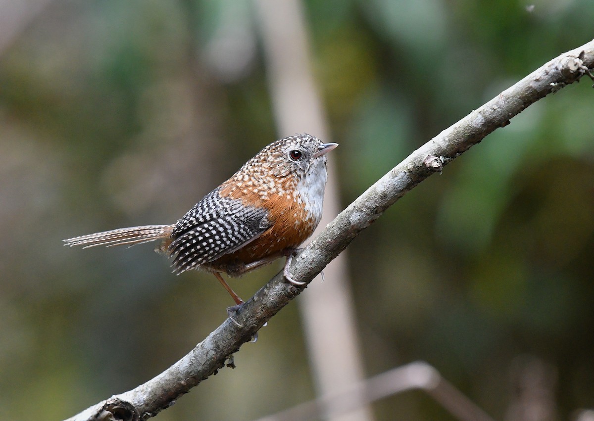 Ratina Alibarrada (Spelaeornis troglodytoides)