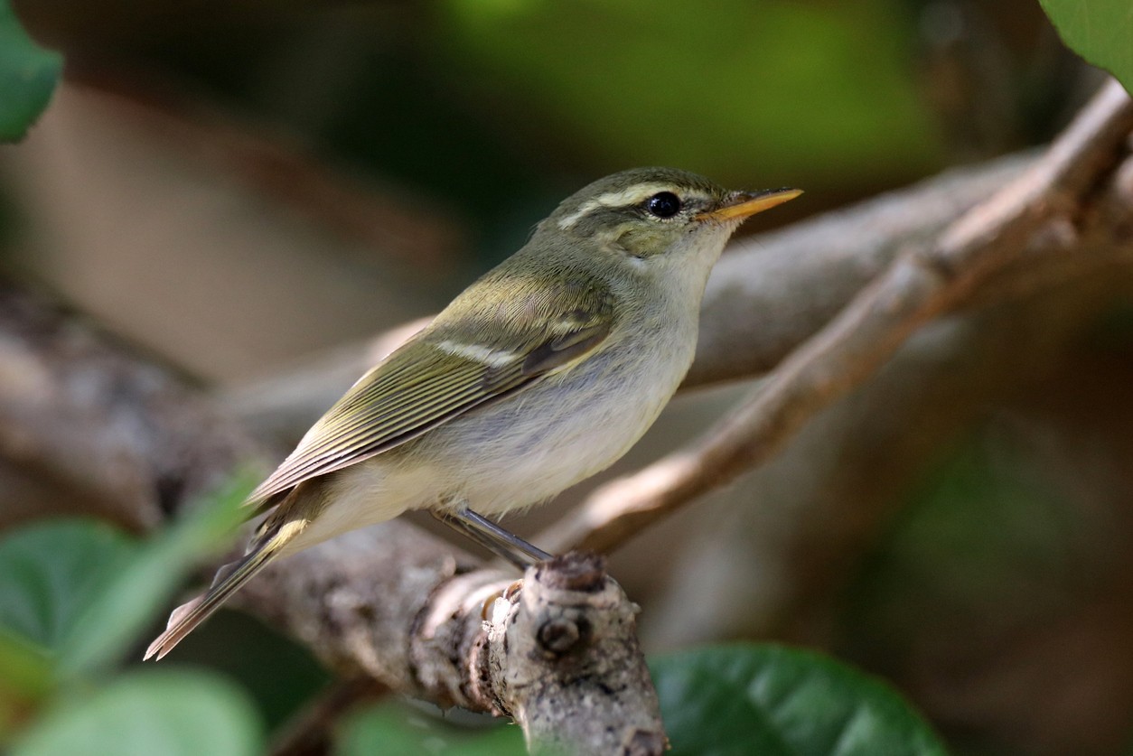 Two-barred Warbler (Phylloscopus plumbeitarsus)