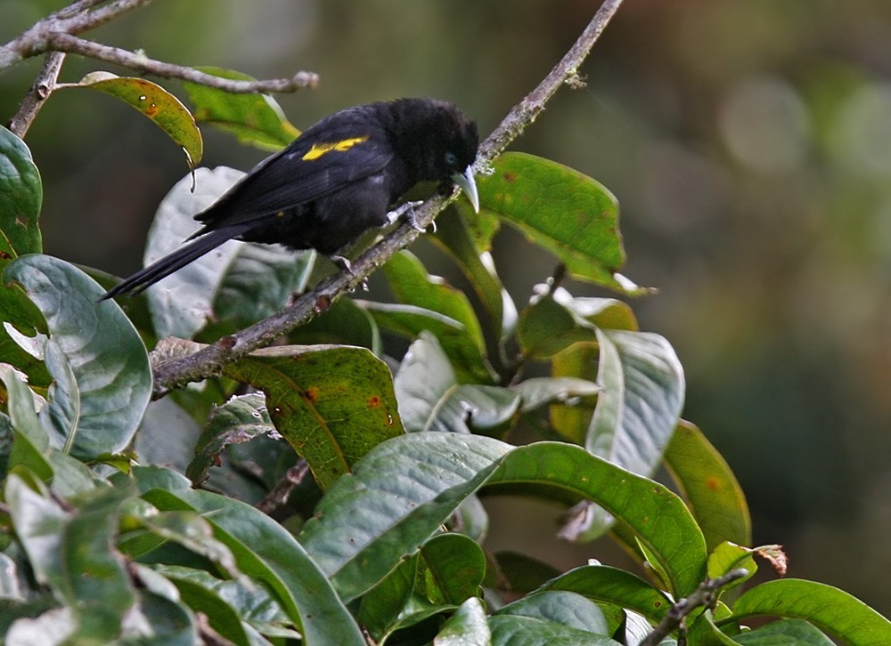 Cacicus chrysonotus (Cacicus chrysonotus)