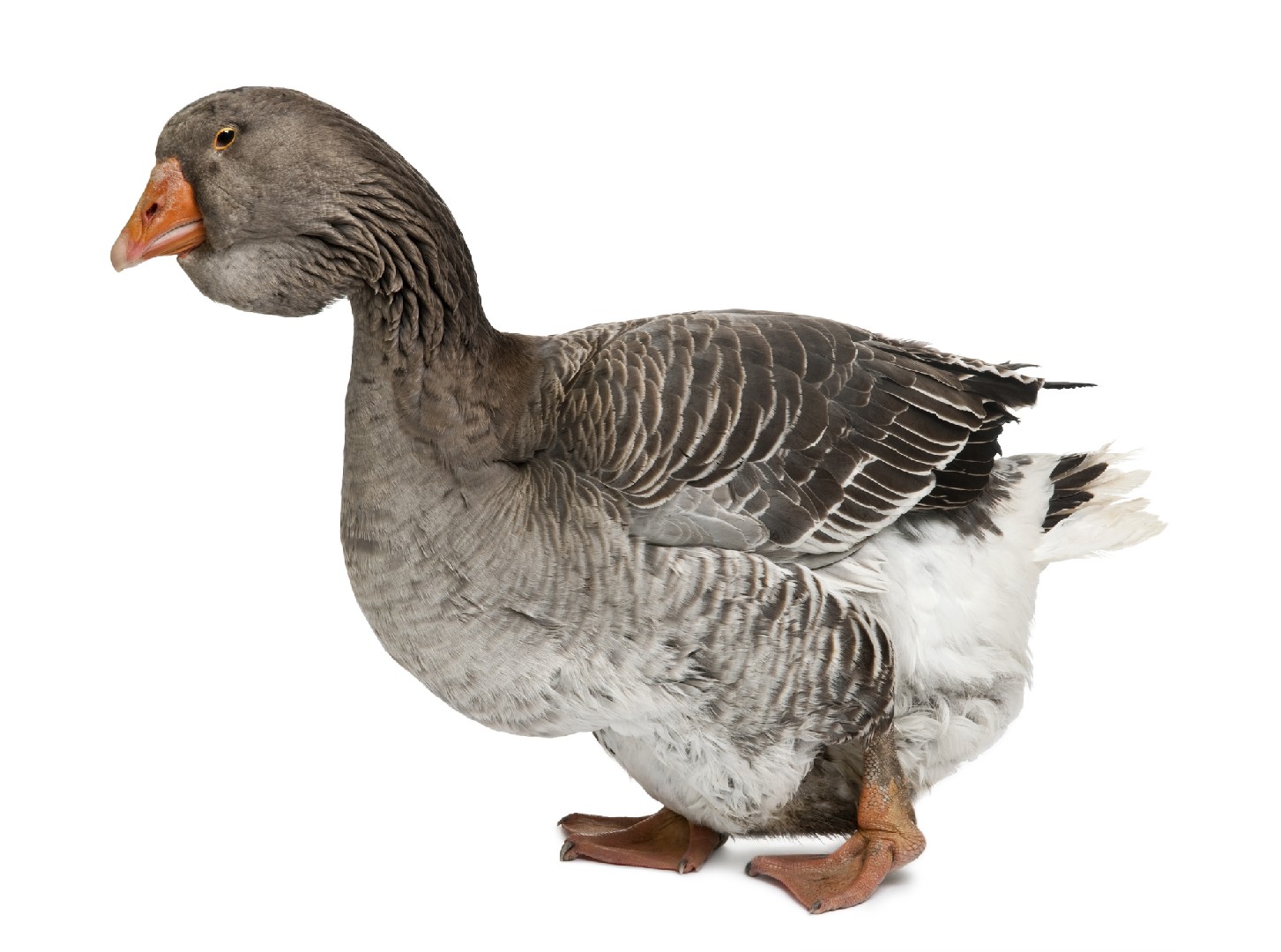 Toulouse Goose (Anser anser domesticus 'Toulouse')