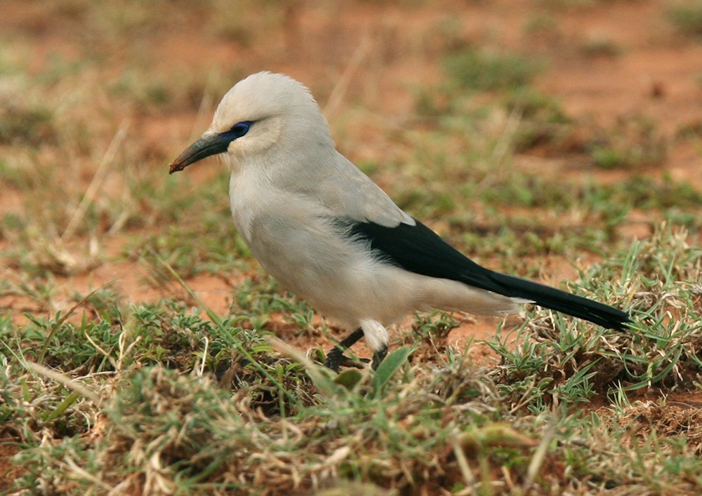 ソデグロガラス (Zavattariornis stresemanni)