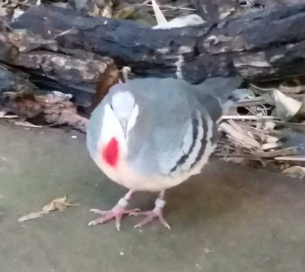 Gallicolumba (Gallicolumba)