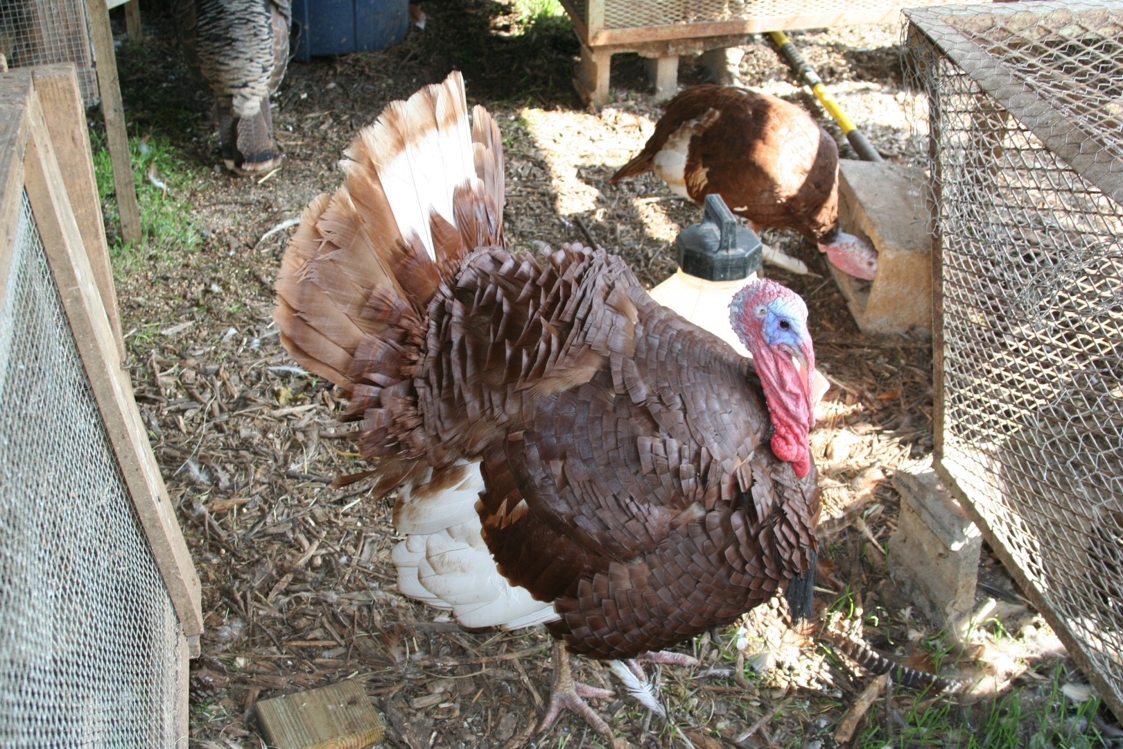 Bourbon Red Turkey (Meleagris gallopavo domesticus 'Bourbon Red')