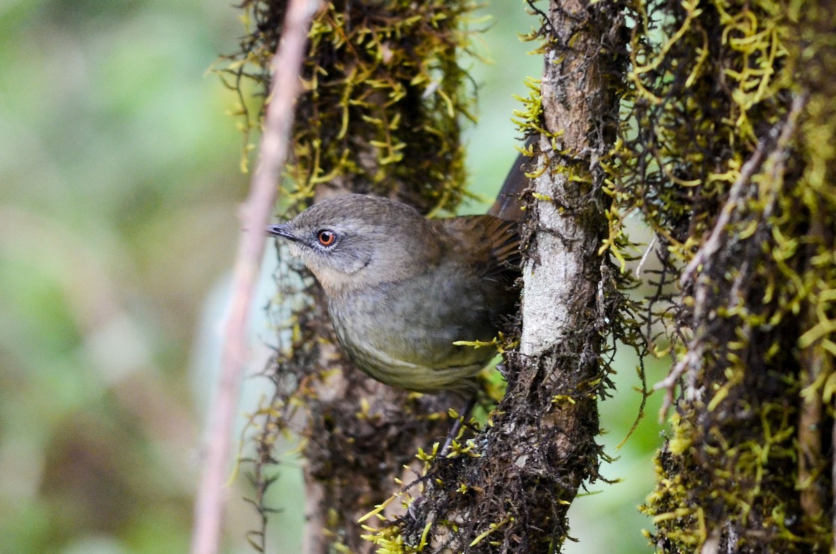 Elaphrornis (Elaphrornis)