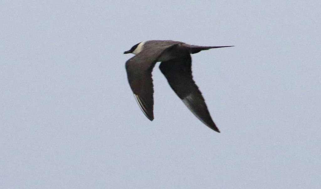 Moleiro-rabilongo (Stercorarius longicaudus)