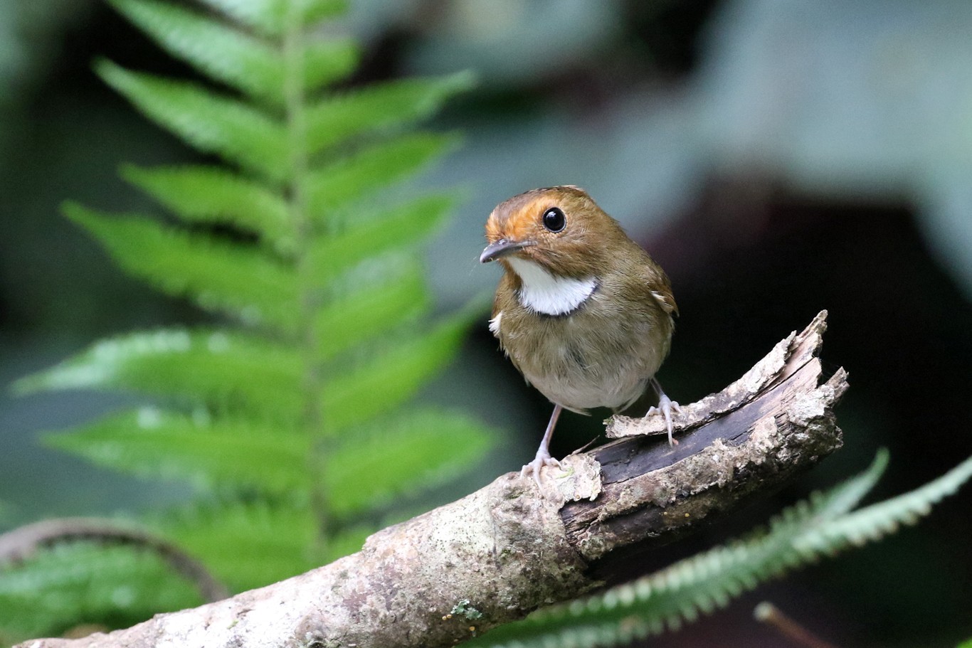 Rufous-browed and White-gorgeted Flycatchers (Anthipes)