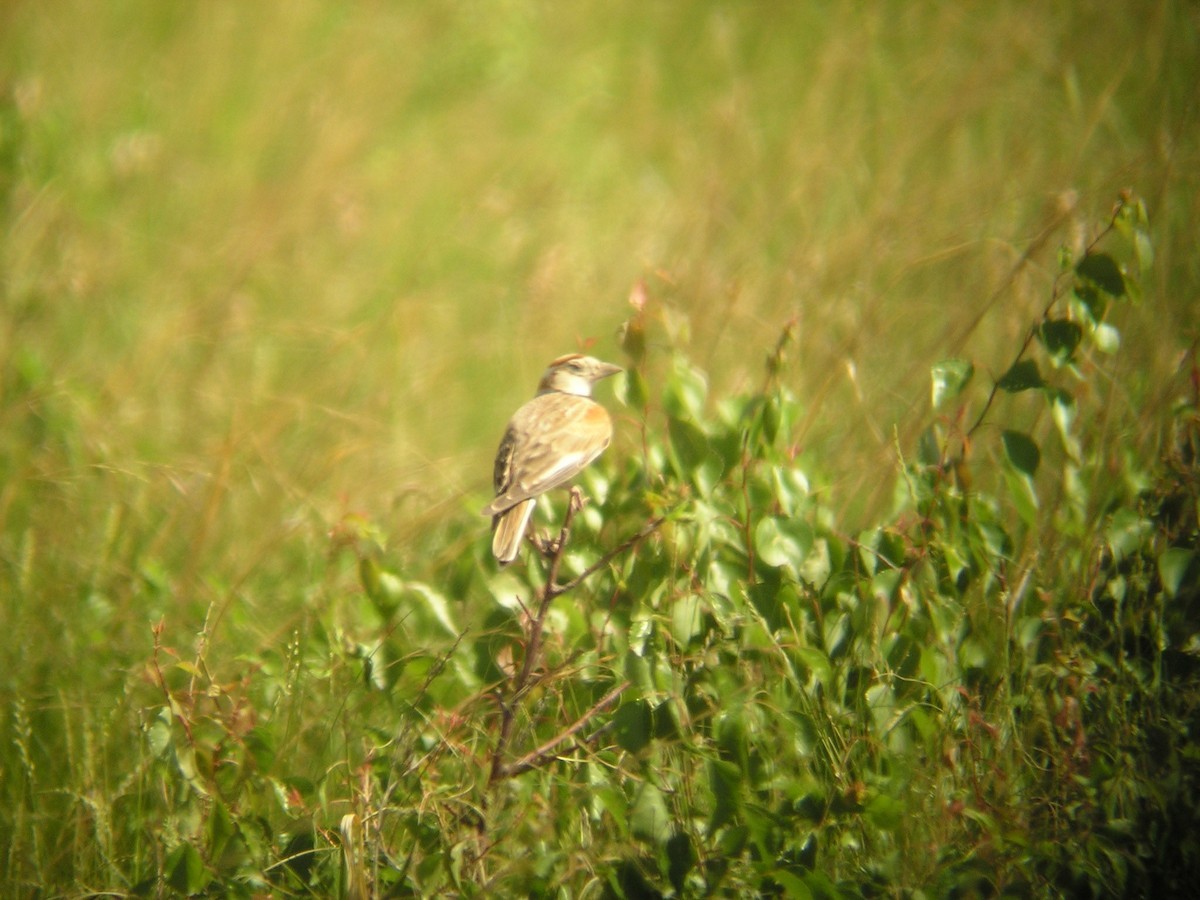 Mongolian Lark (Melanocorypha mongolica)