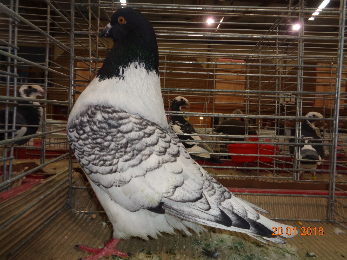 Columba livia domesticus 'Strasser' (Columba livia domesticus 'Strasser')