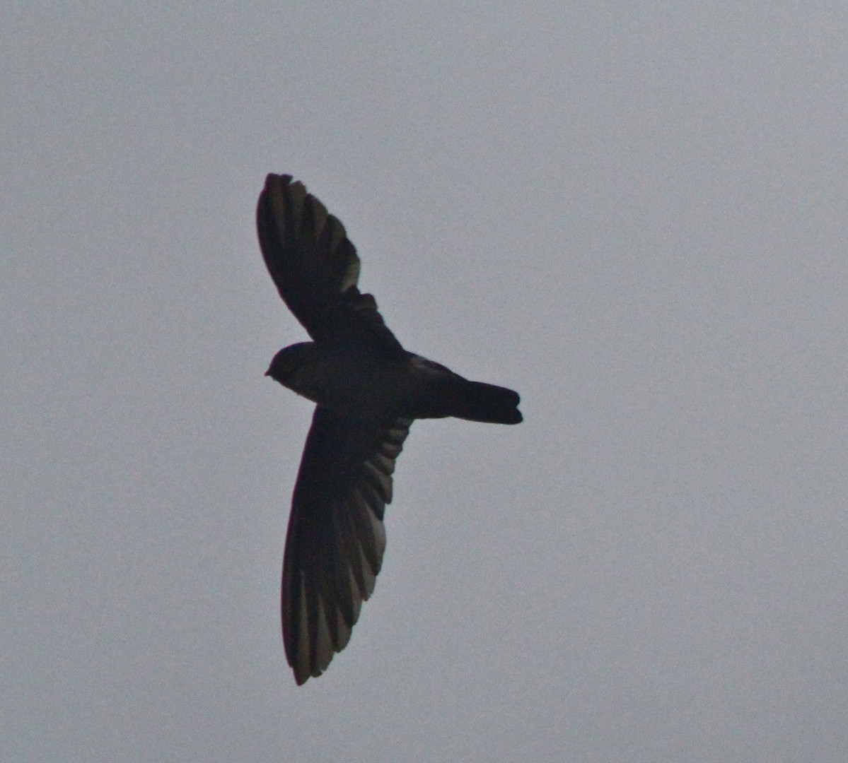 Echolocating Swiftlets (Aerodramus)