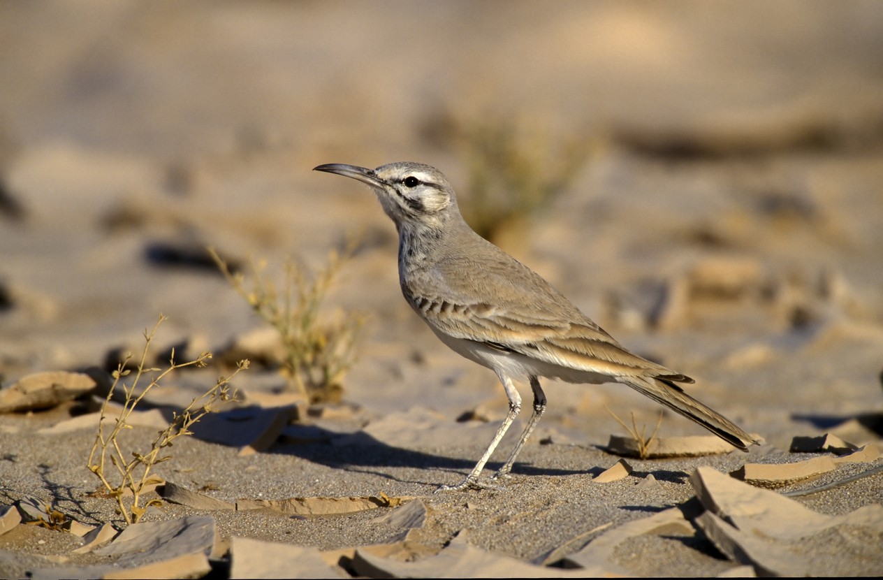 Greater Hoopoe-lark (Alaemon alaudipes)