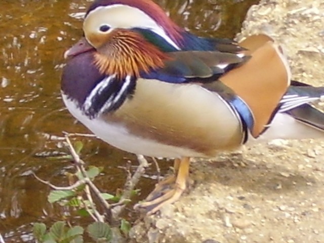 Canard mandarin (Aix galericulata)