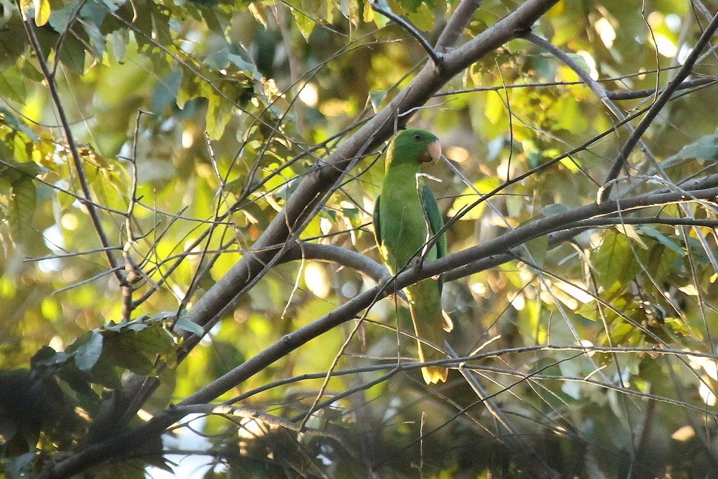 Tanygnathus (Tanygnathus)