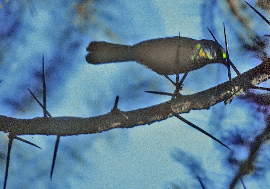Orange-breasted Bushshrike