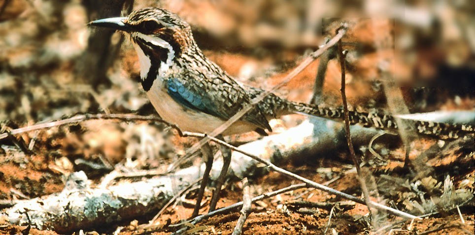 Uratelornis chimaera (Uratelornis chimaera)