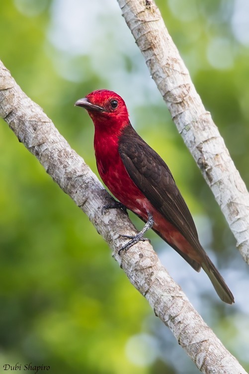 Crimson Fruitcrow (Haematoderus militaris)