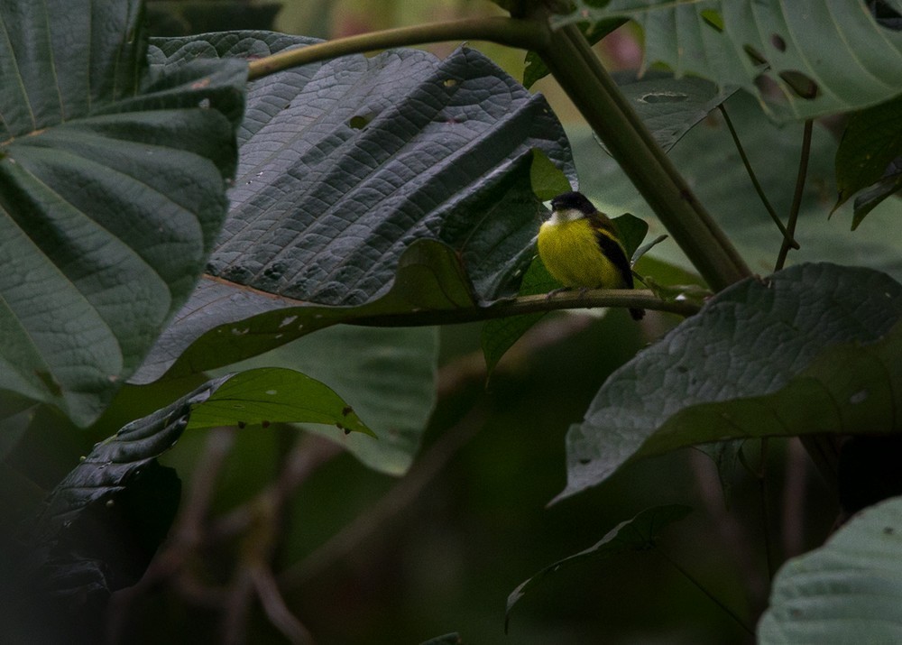 Goudvleugelschoffelsnavel (Poecilotriccus calopterus)