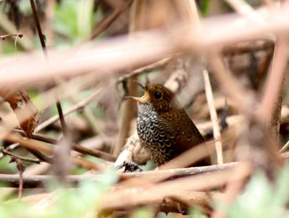 ヒメサザイチメドリ (Pnoepyga albiventer)