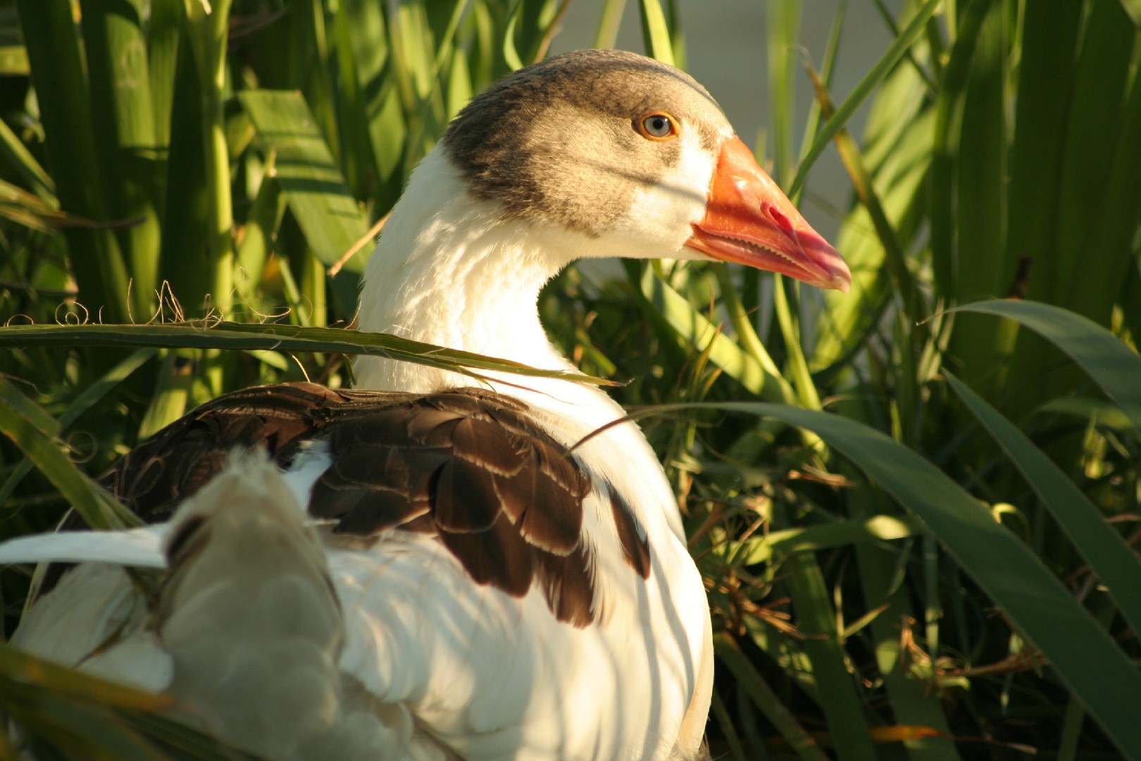 Anser anser domesticus 'Pomeranian' (Anser anser domesticus 'Pomeranian')