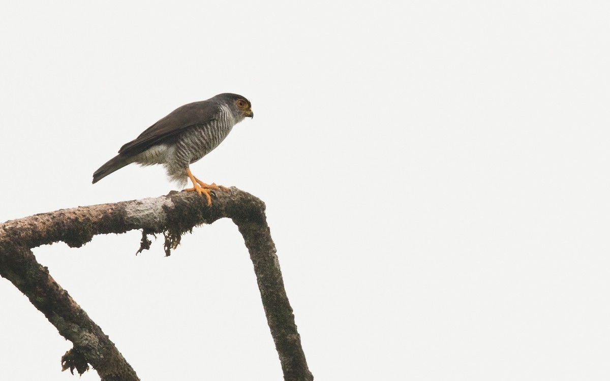 Gavilancito Americano (Accipiter superciliosus)