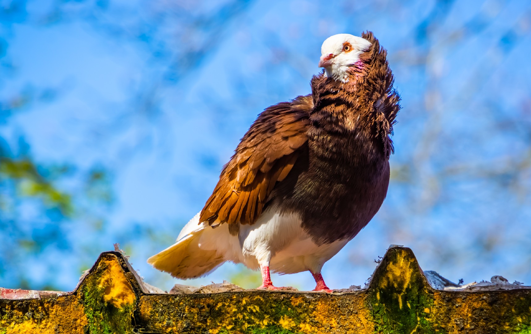 Columba livia domesticus 'Old Dutch Capuchine' (Columba livia domesticus 'Old Dutch Capuchine')