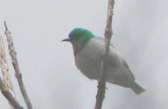 Banded green sunbird (Anthreptes rubritorques)
